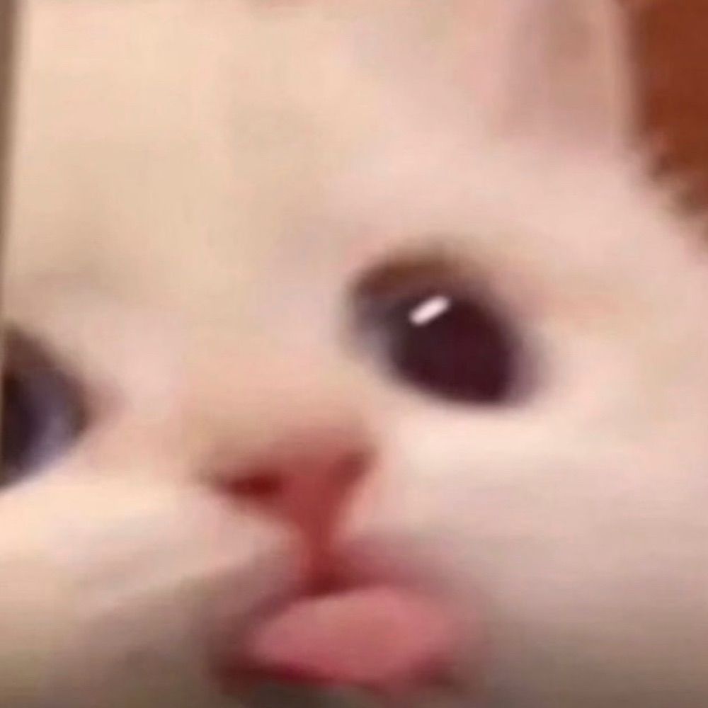 小猫爱吃草莓塔