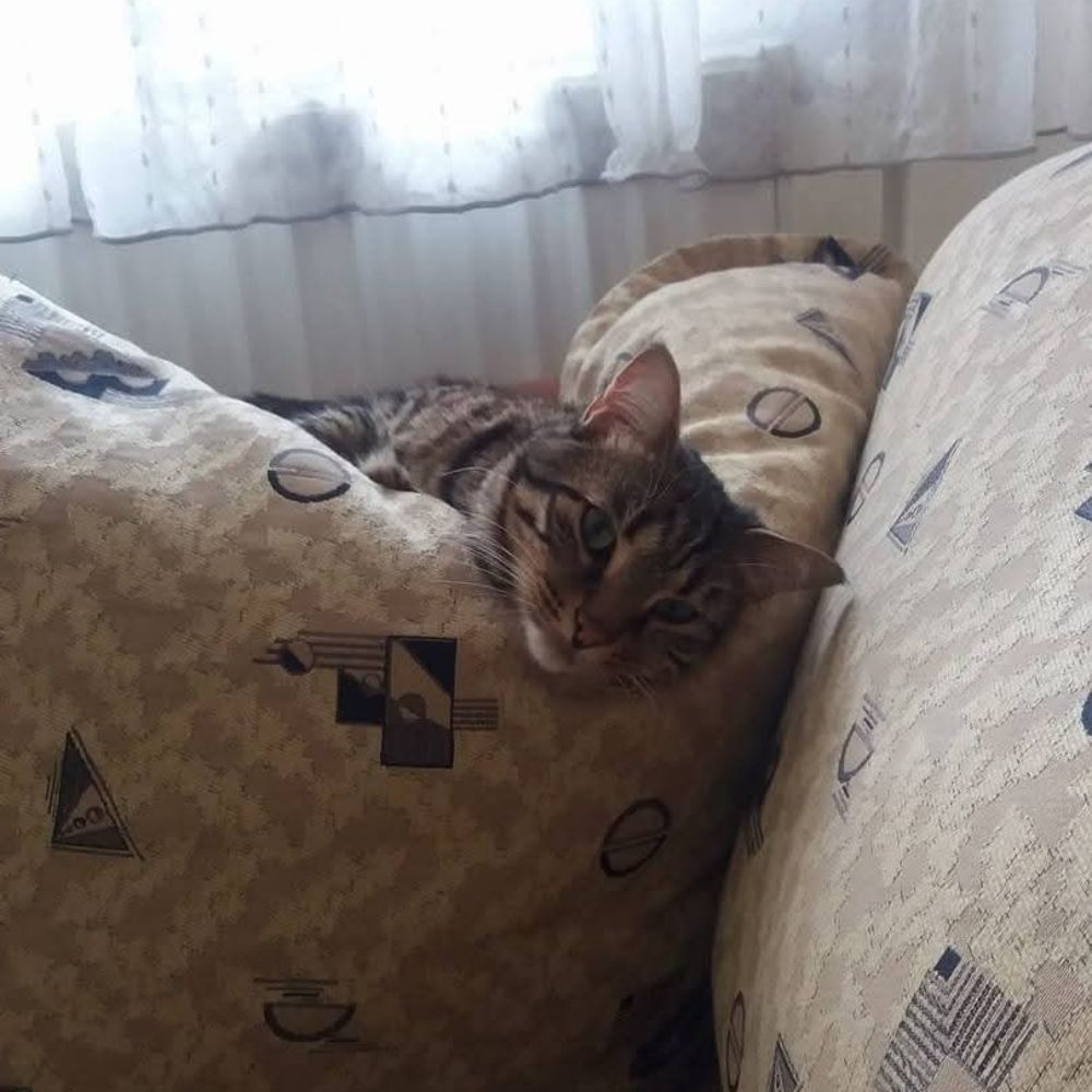 Ali