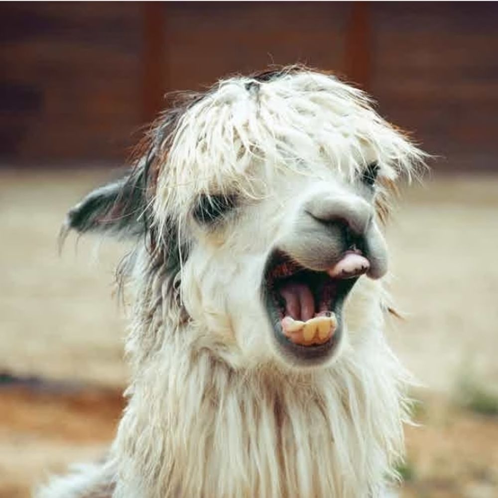Chewpaca