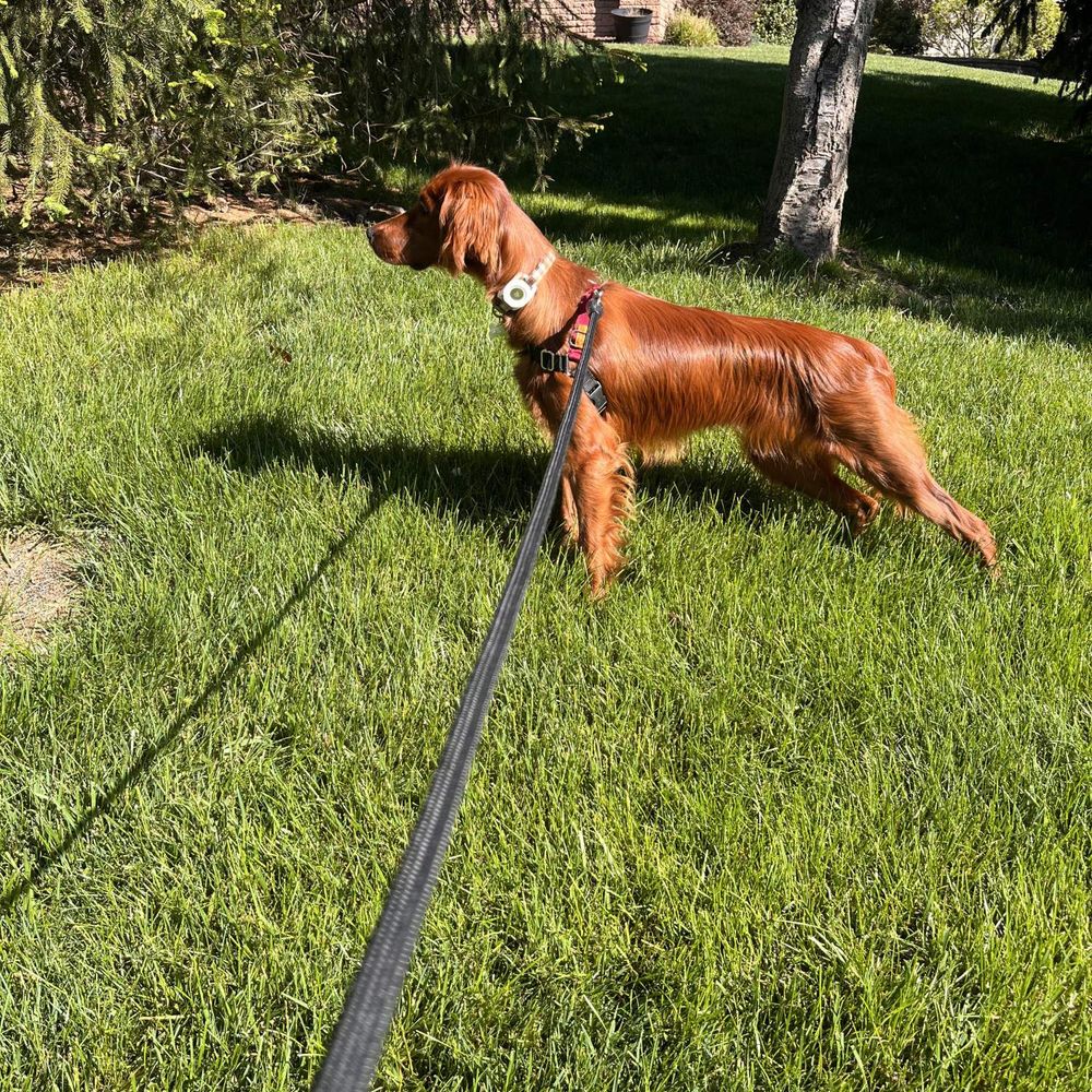 Irish Setter Dog Lover