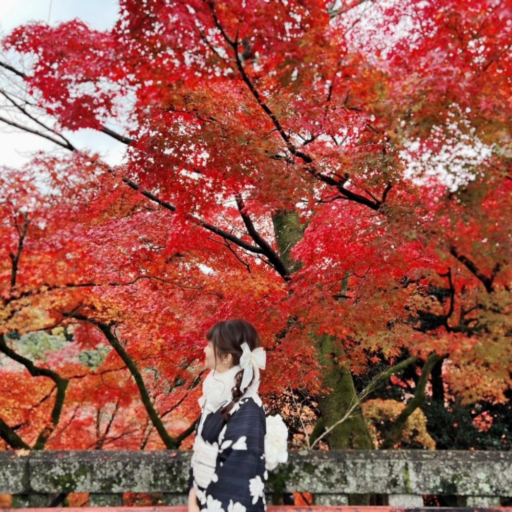 莫妮卡