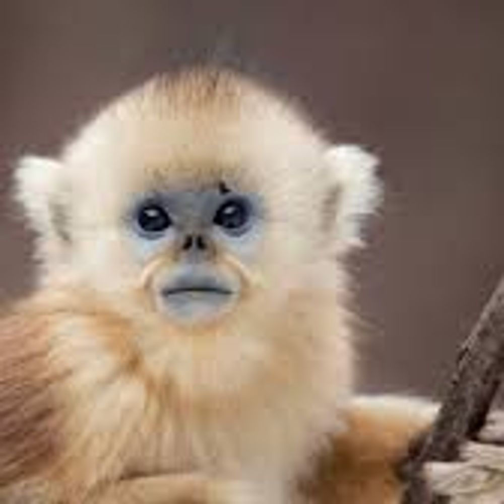 papermonkey
