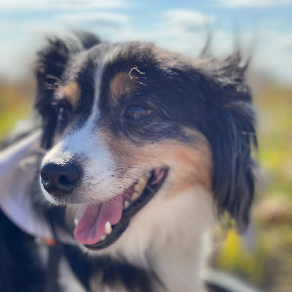 Finn