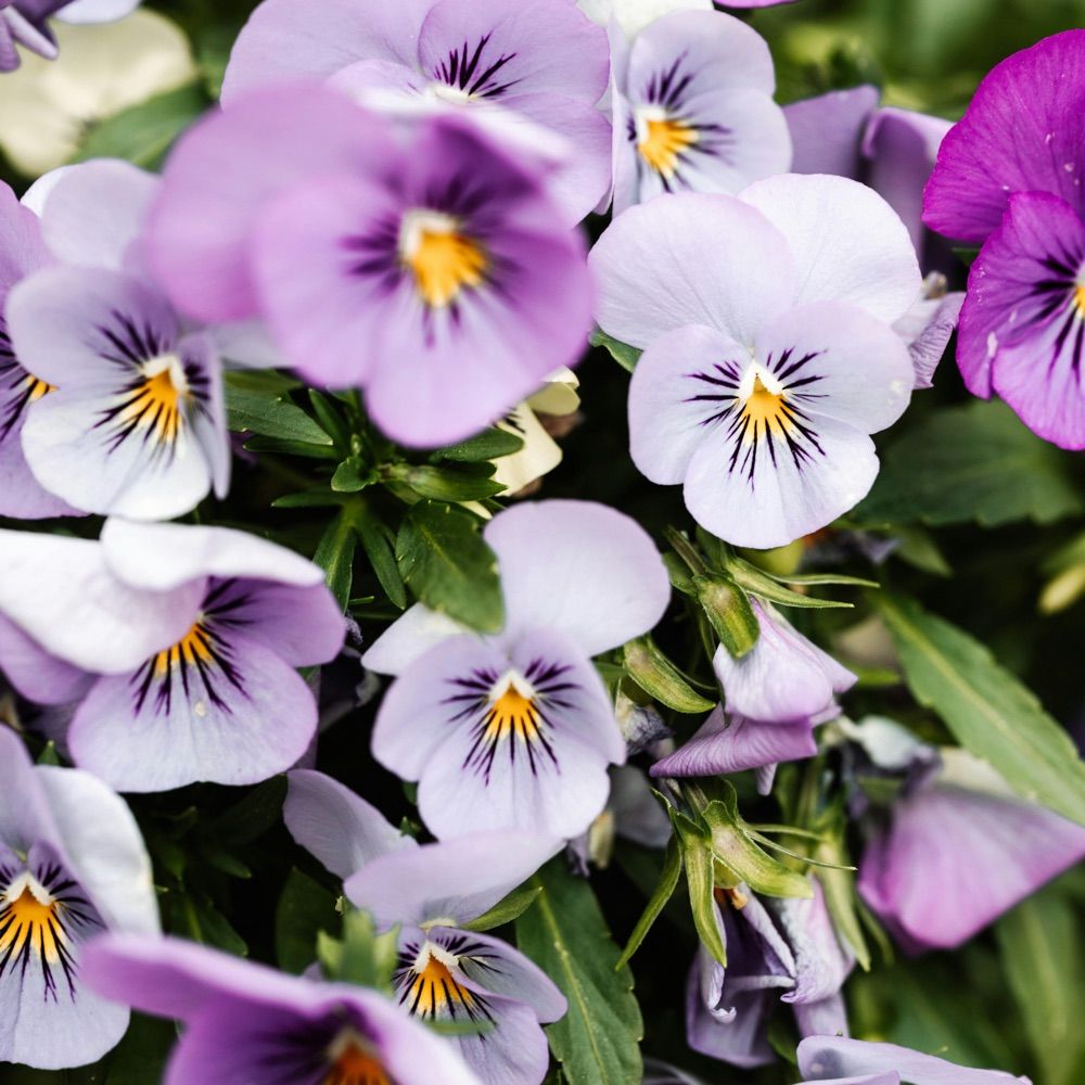 Pansy ⁷ 💜🥢