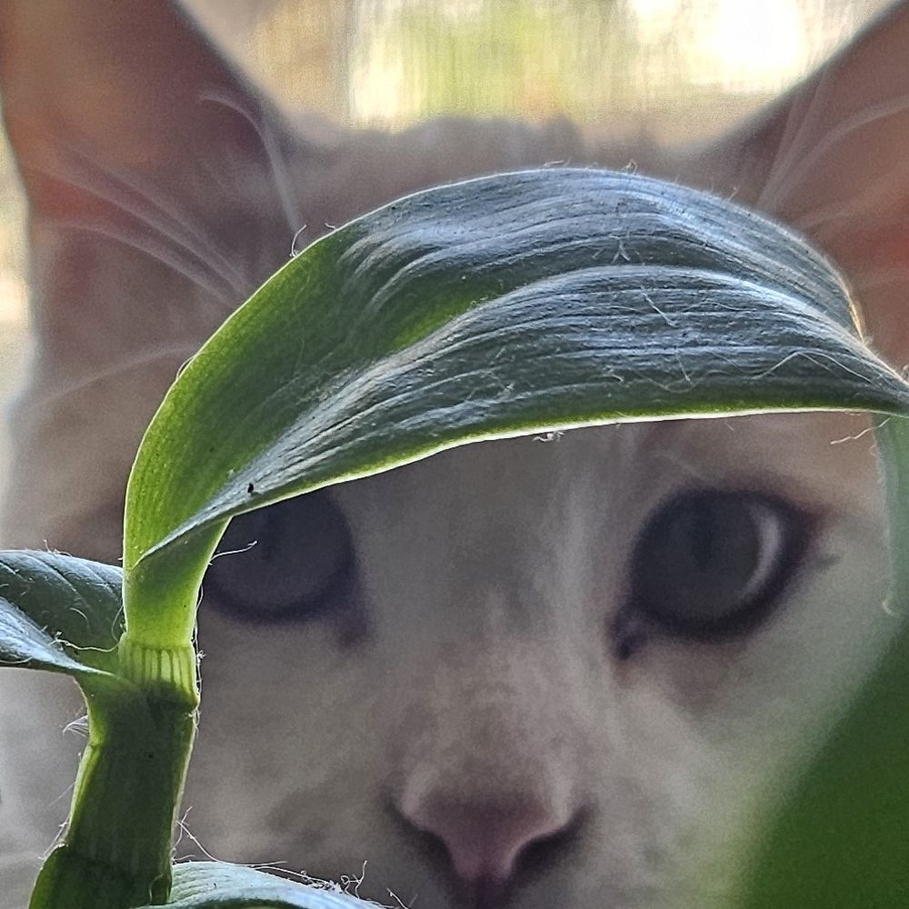Elviscl