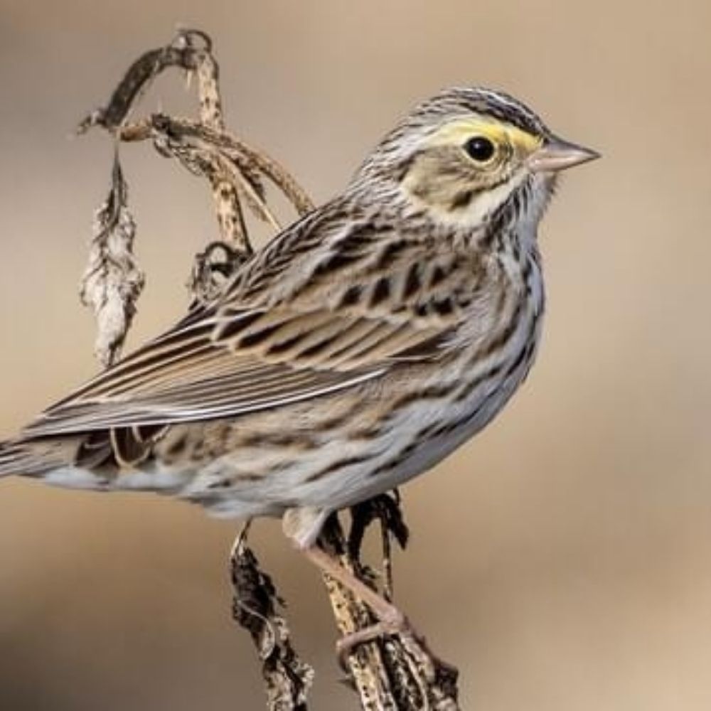 Sparrow