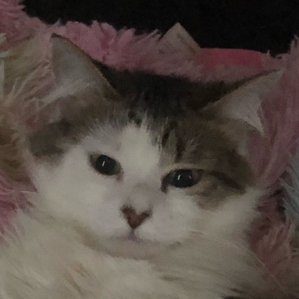 Catto