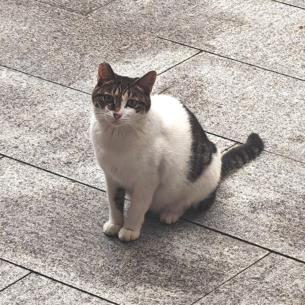 猫哥🐱
