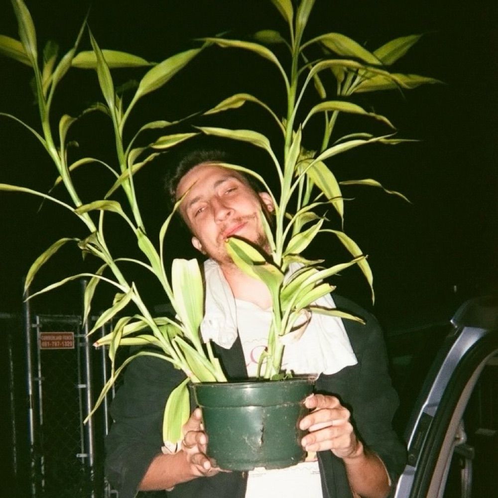jesse the Tree 🌲