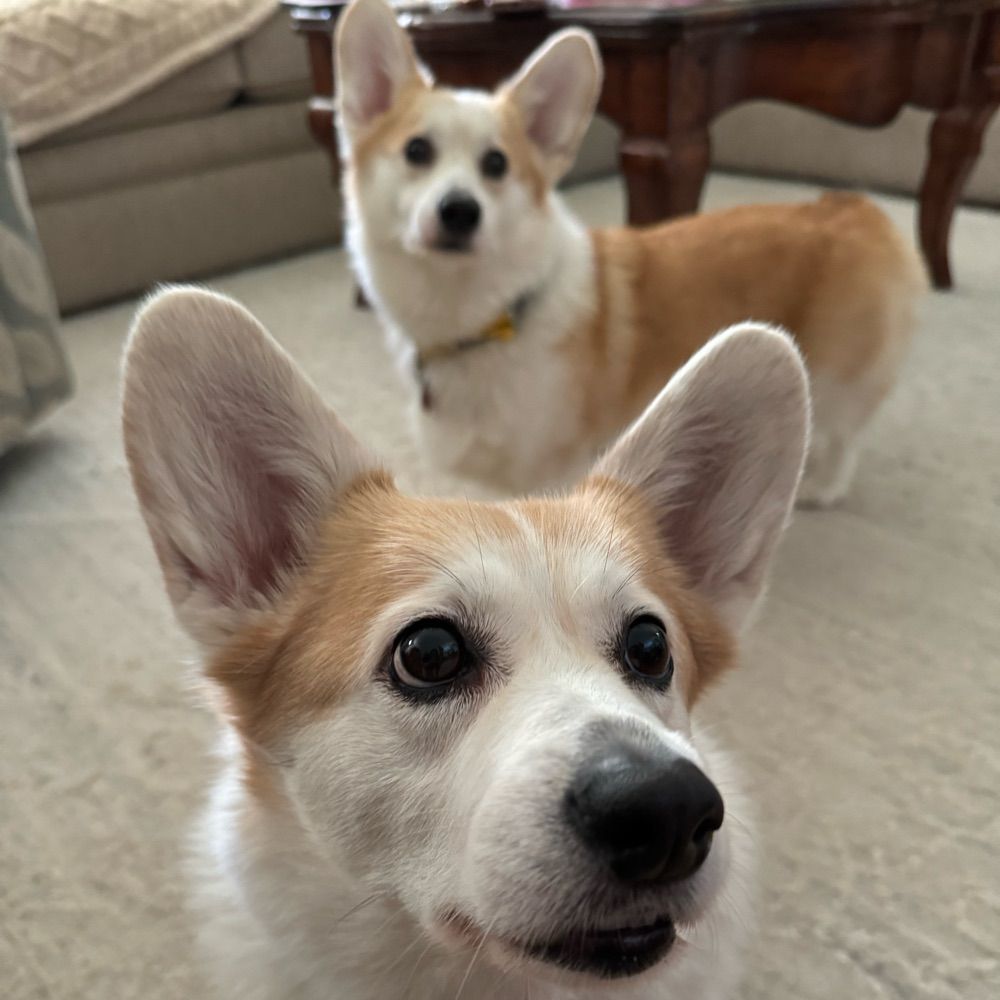 Monica and Corgis