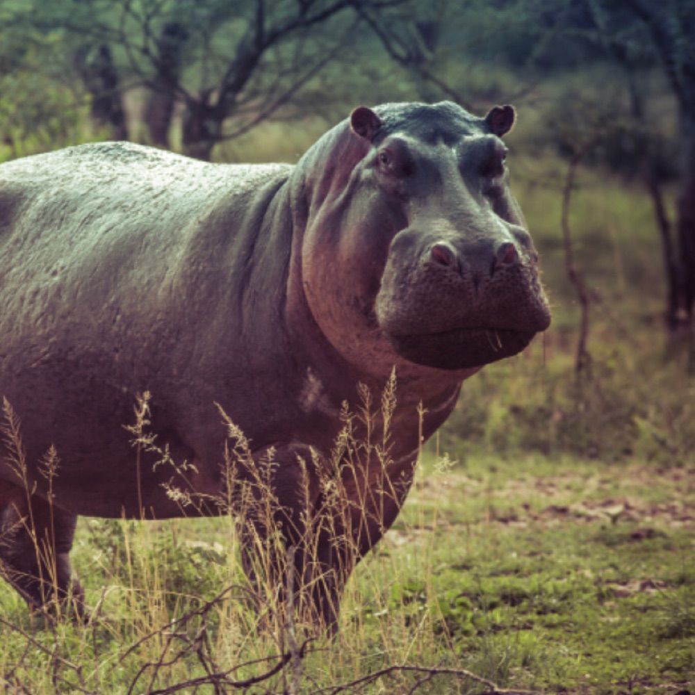 Macropotamus