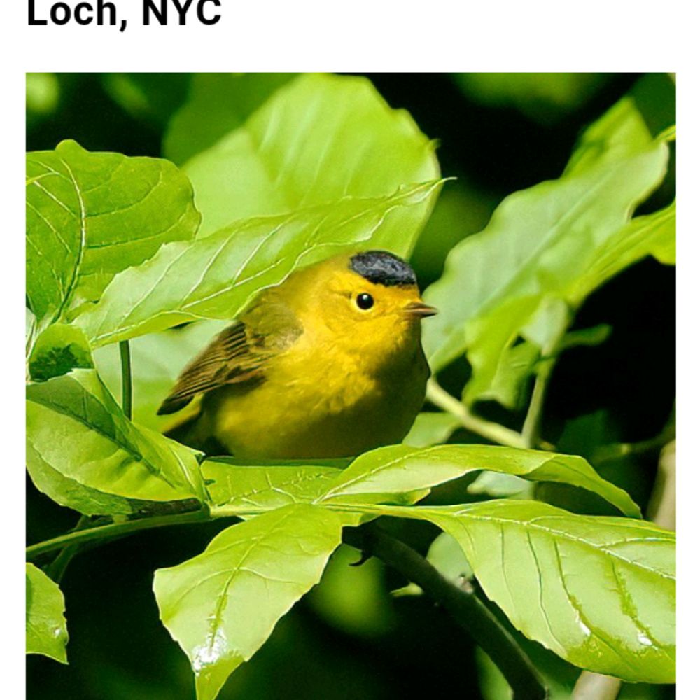 Lee