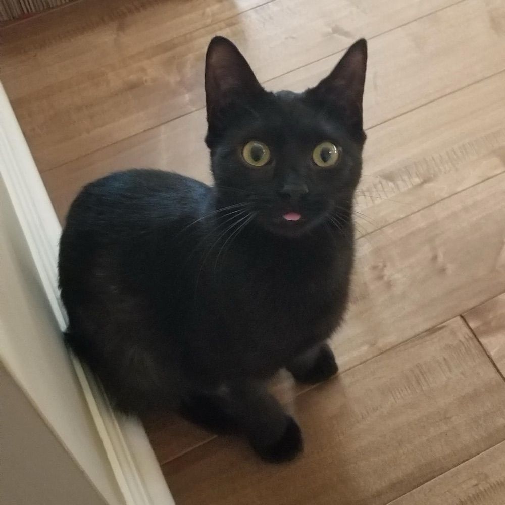Luna the Cyber Cat