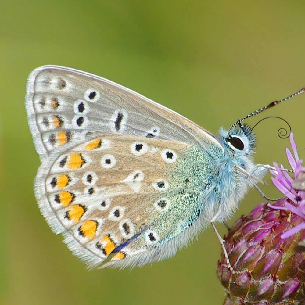 Butterflies & Moths