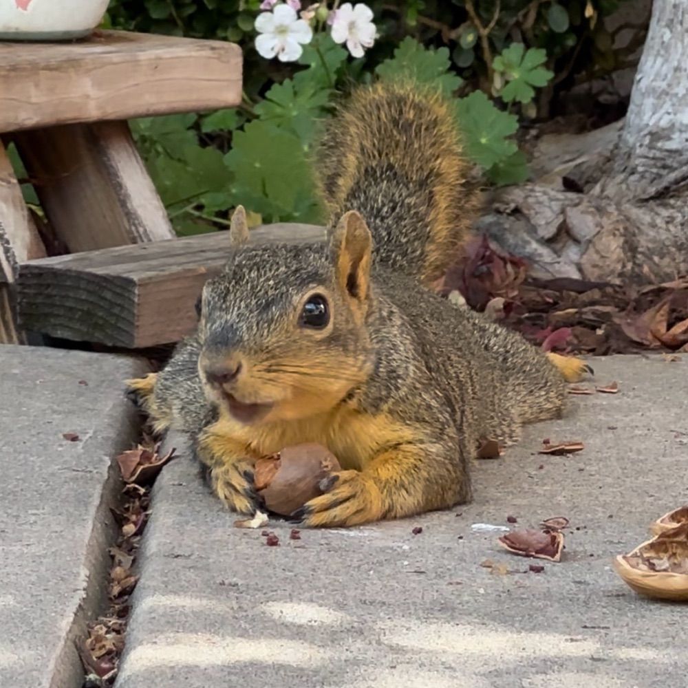 Squirrel Buzz