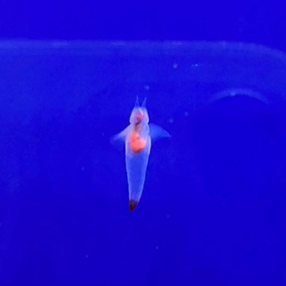 ぼこぼこ