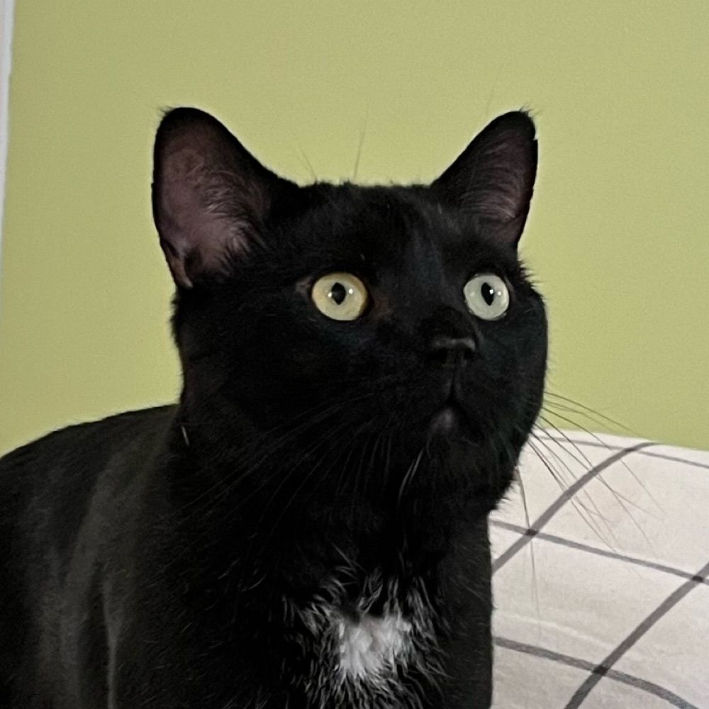 willy