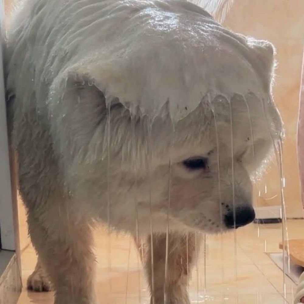 週刊 犬もこもこ