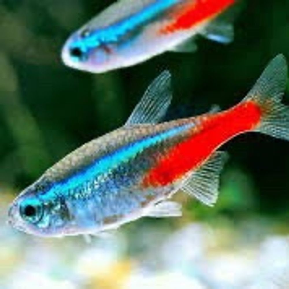 LamyNose