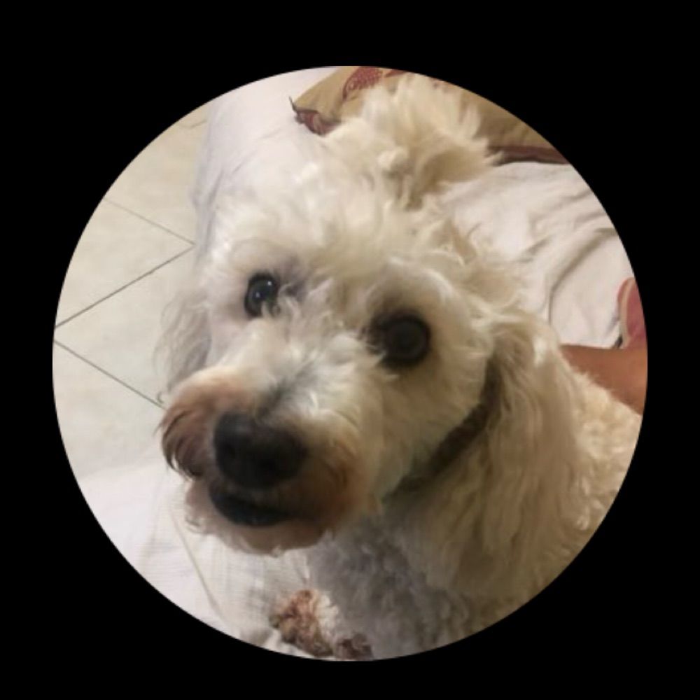 cachorry