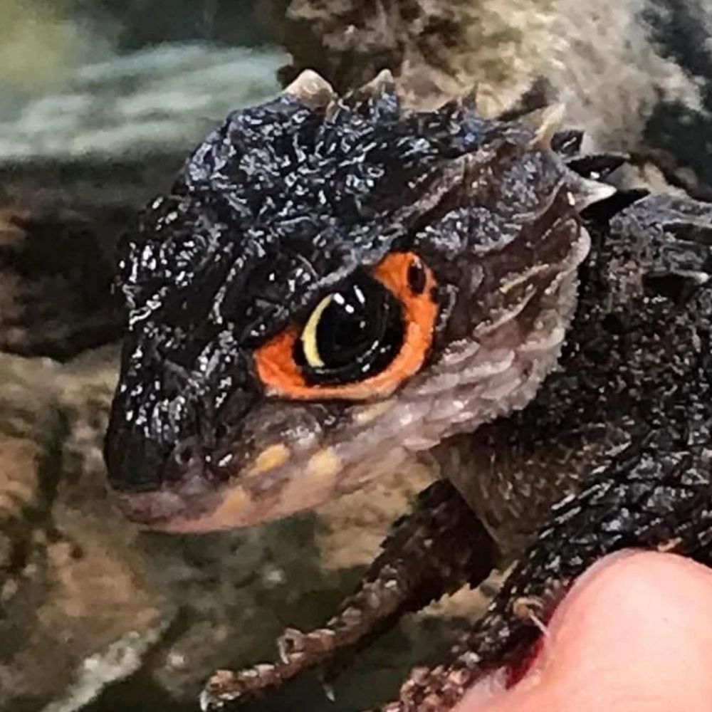SnazzaKa