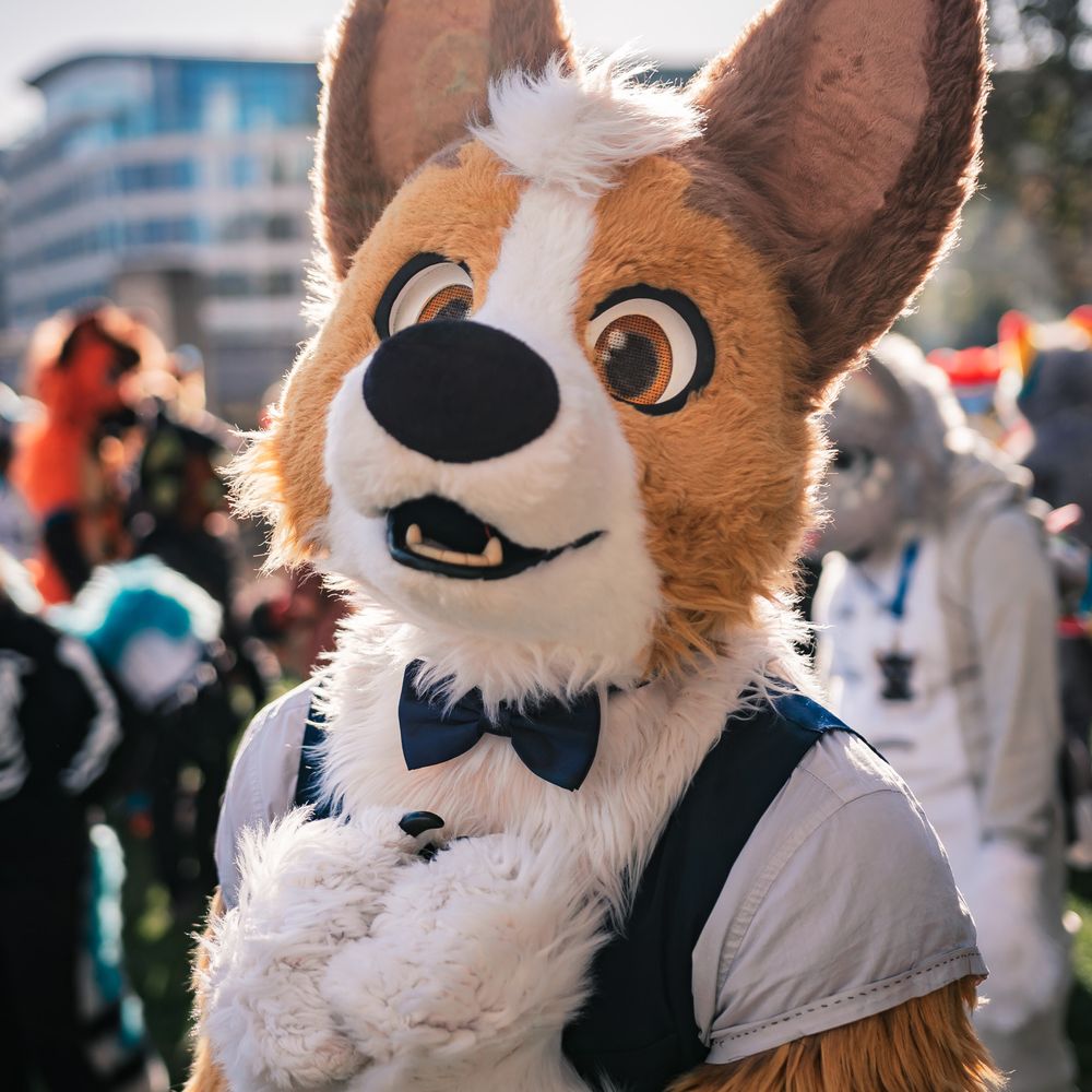 Tosh Corgi