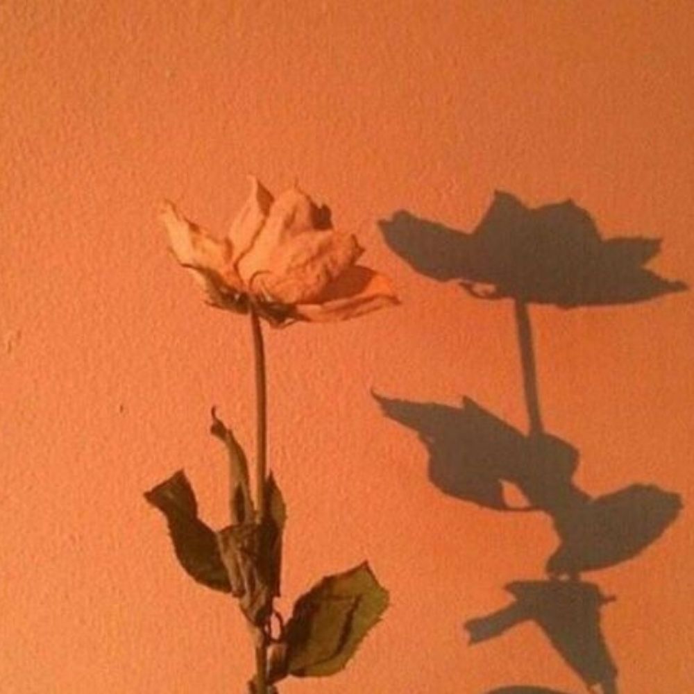 🍂Sthefannya🍂