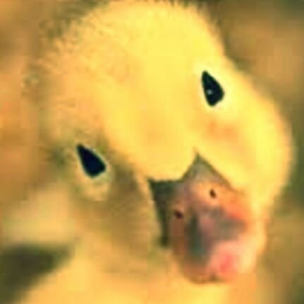 Profile picture denellduck.bsky.social