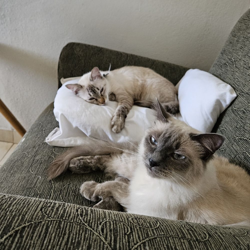 Bulufas
