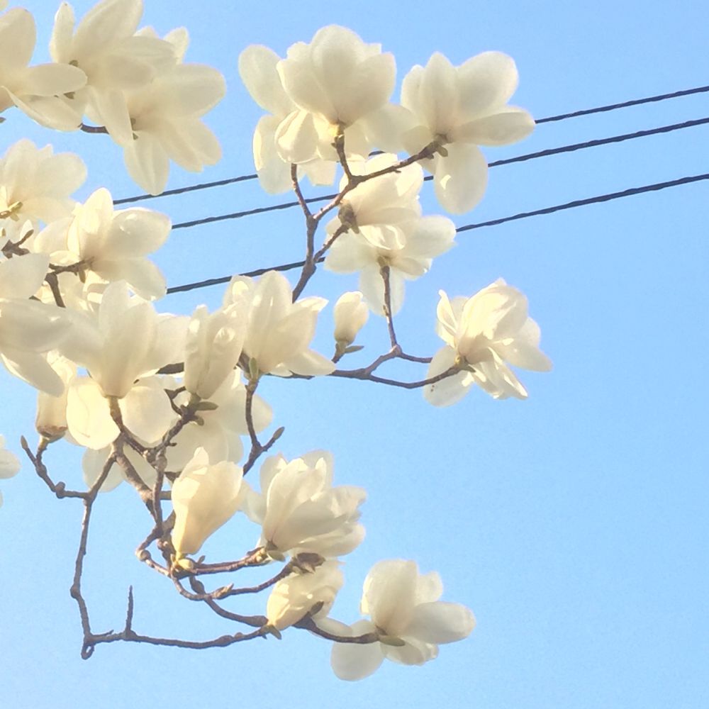 いずこ