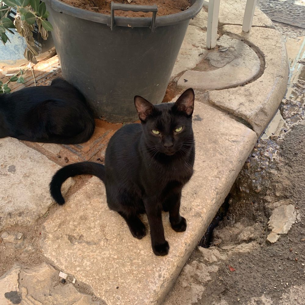 Kat