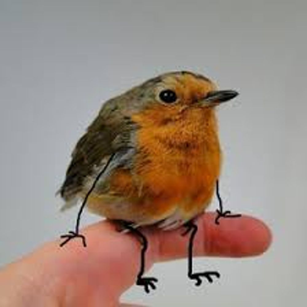 Robin6862