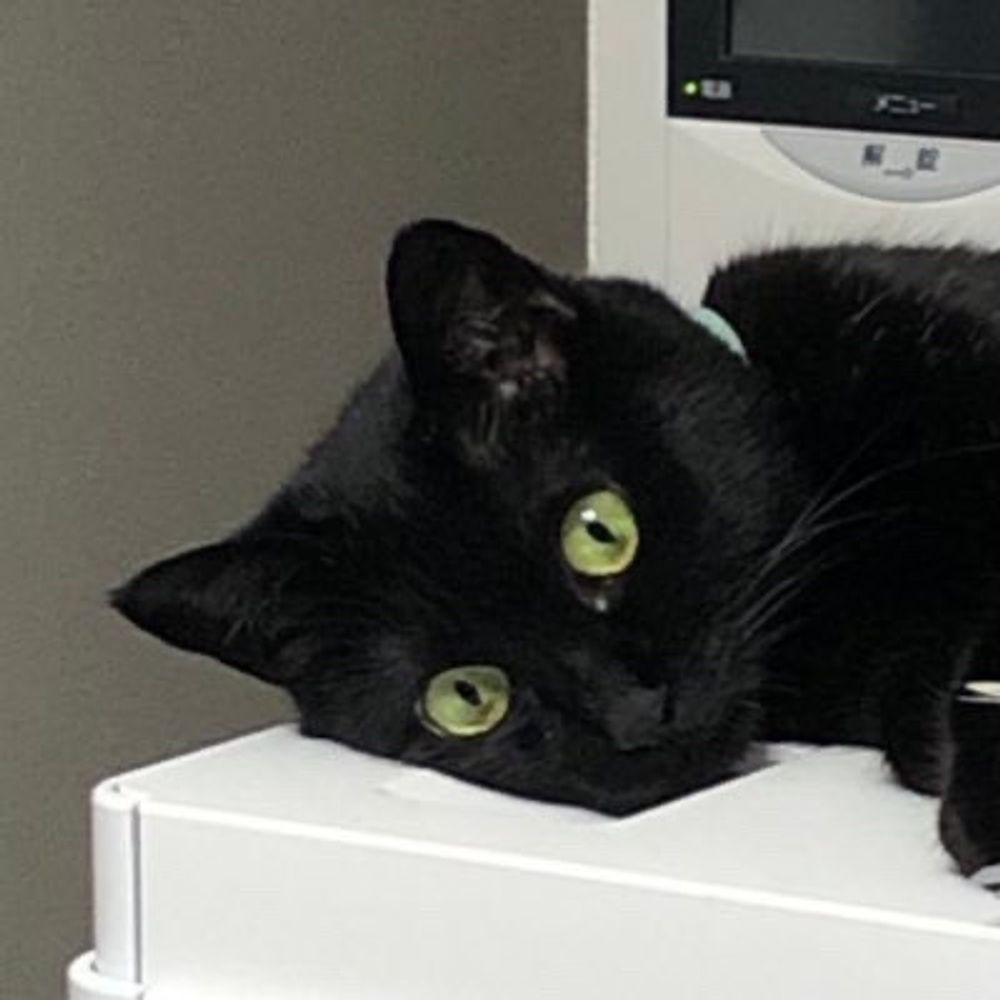 猫本