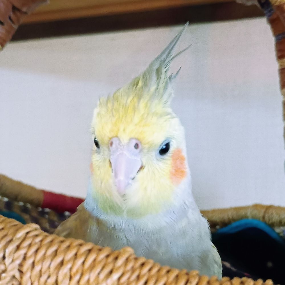 老眼のローガン🐤