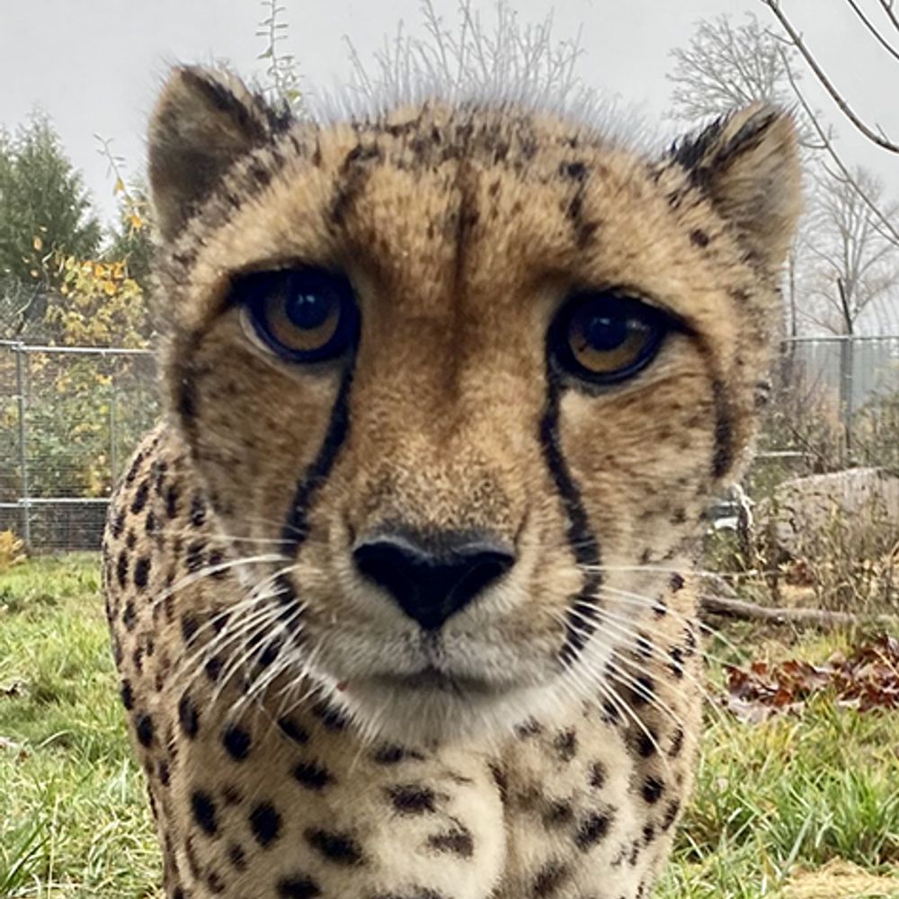 WildCat Ridge Sanctuary