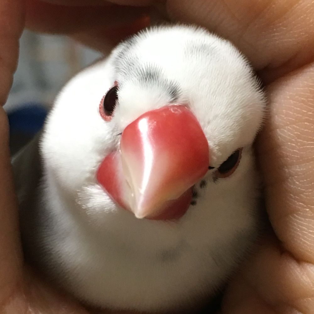 sakubun