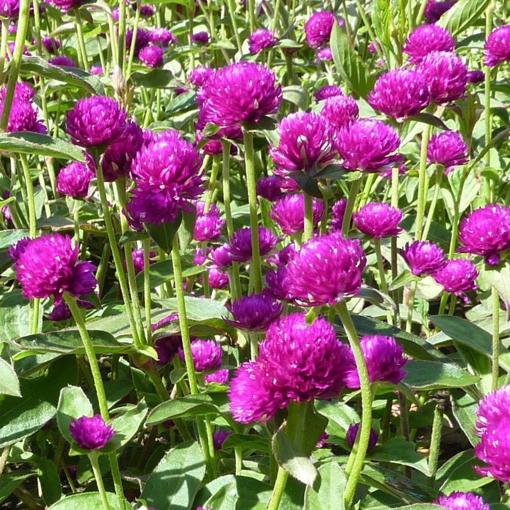 Amaranth