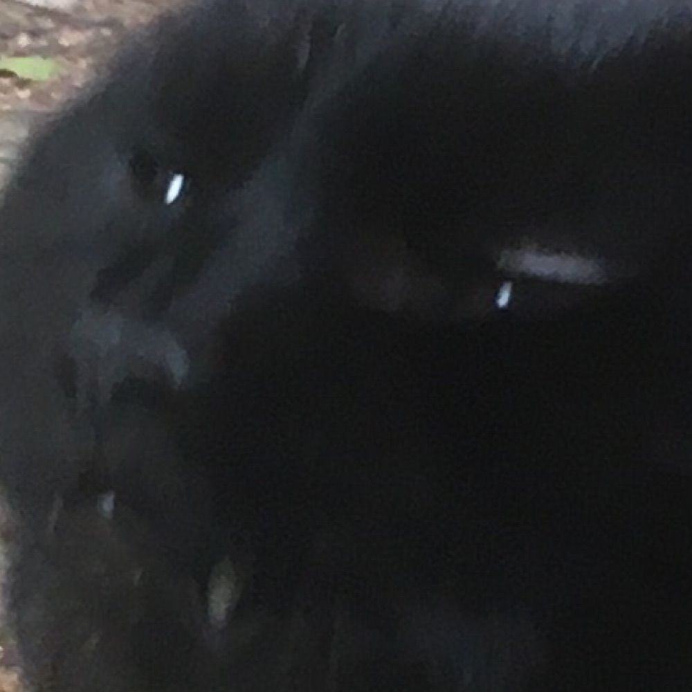 ✧