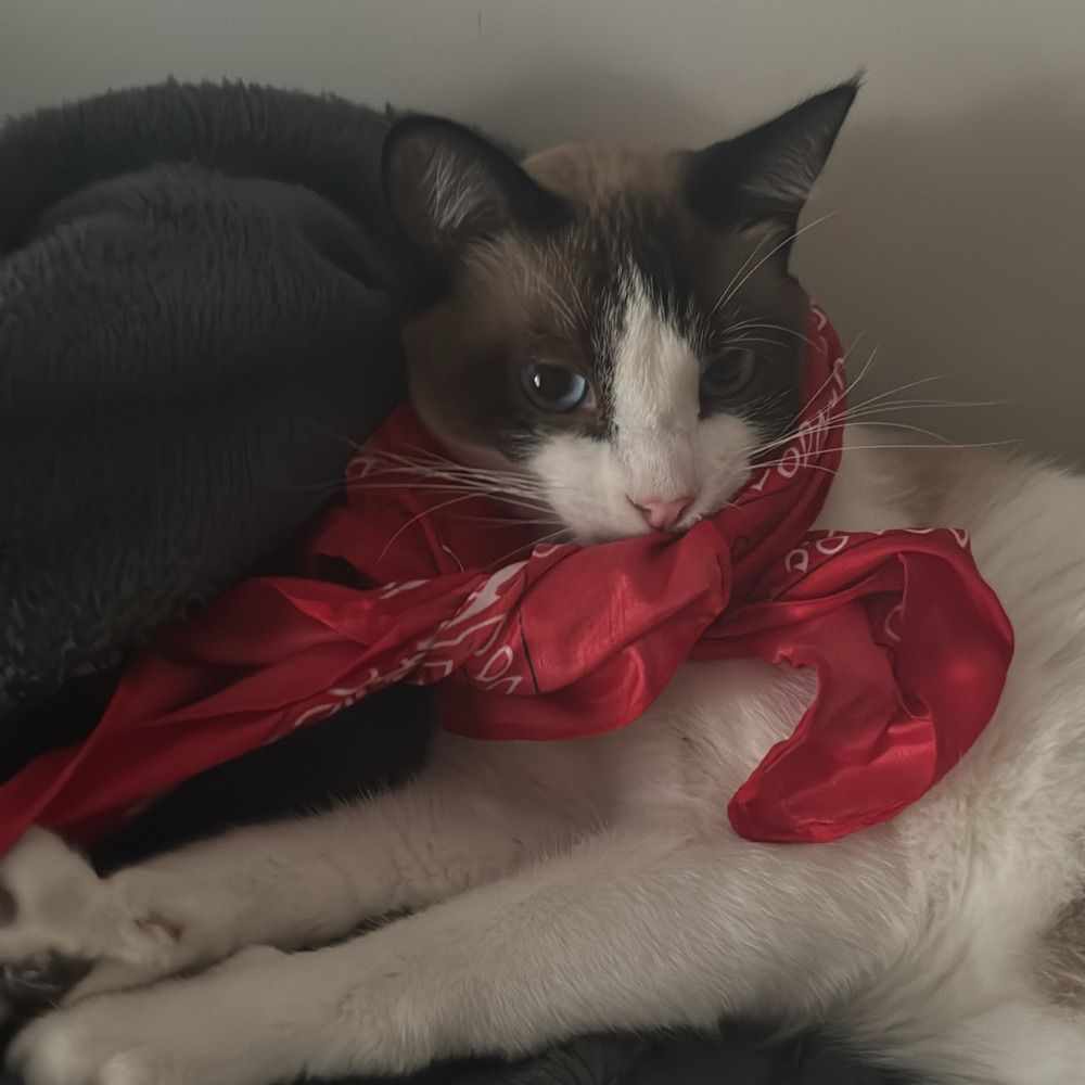 mæria velvet