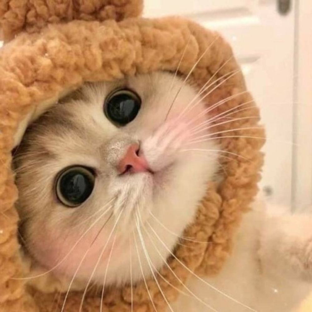 🐱치즈냥이🍀