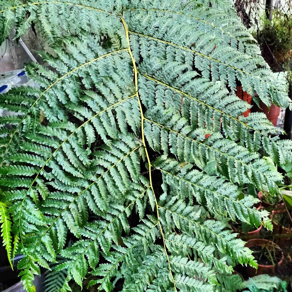 Huperzia selago