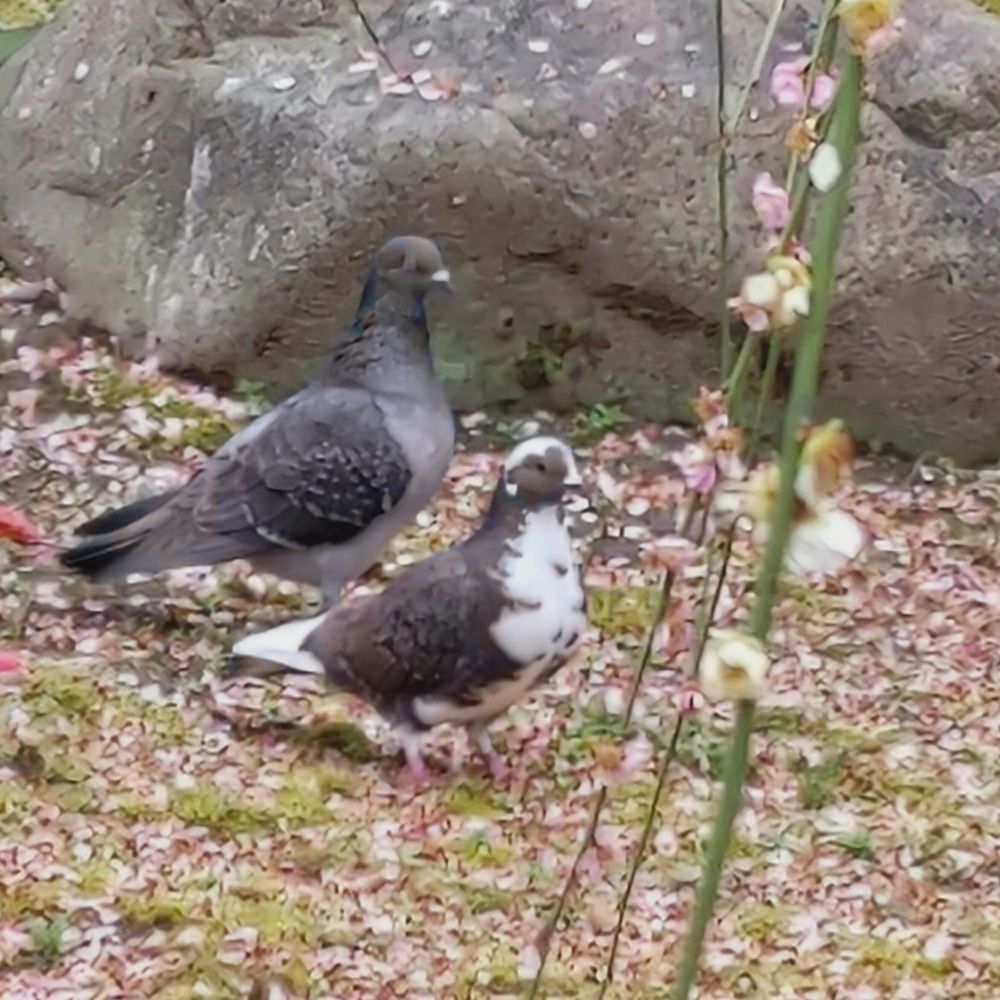 ひつじ