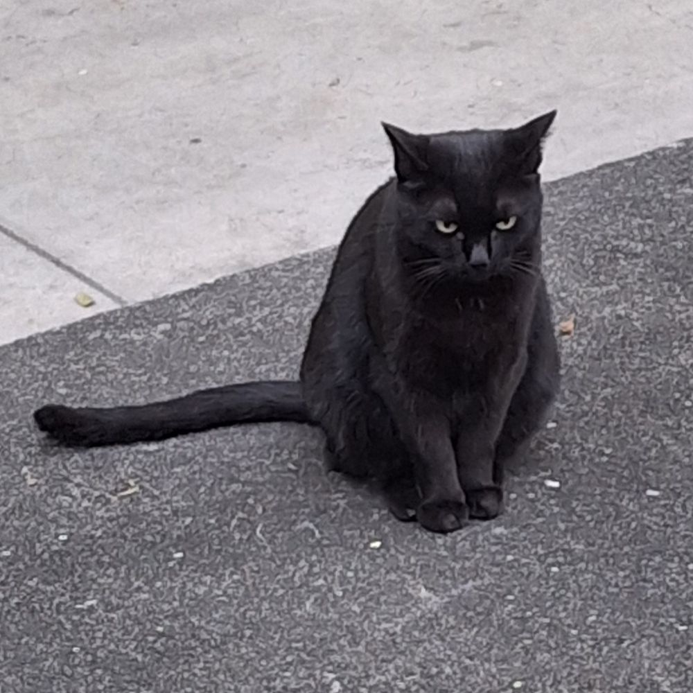 Gatos Cariocas