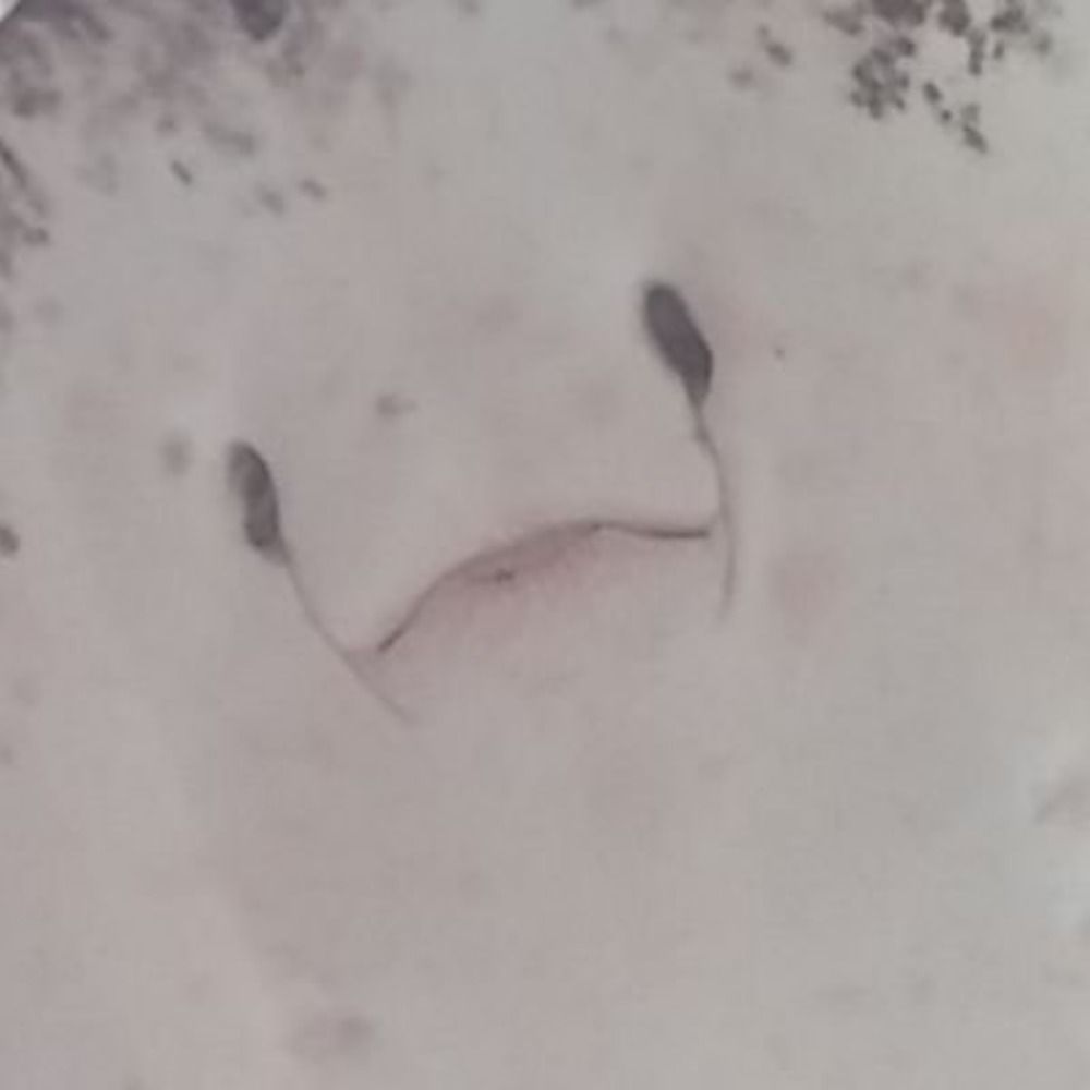 隼
