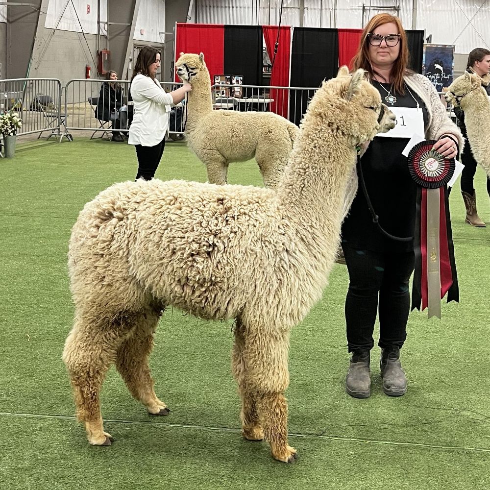 Enchanted Grove Alpacas