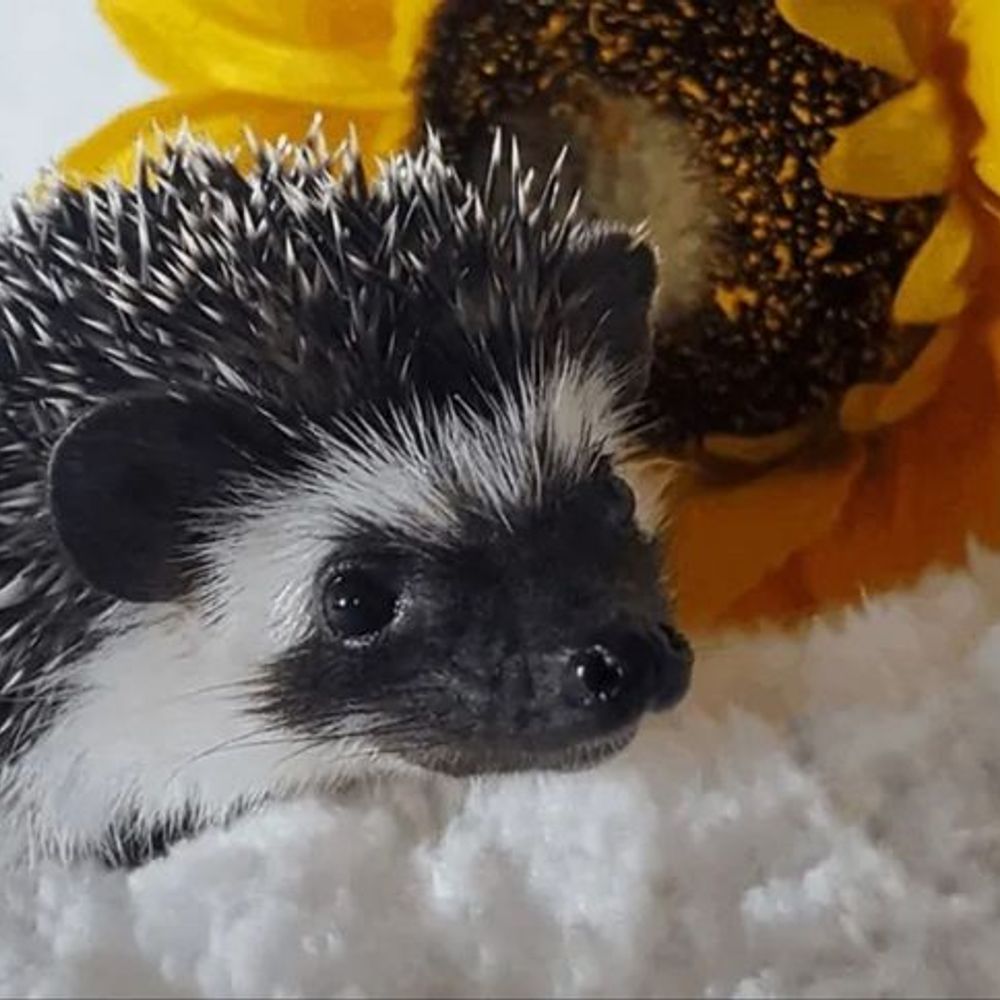 pricknim