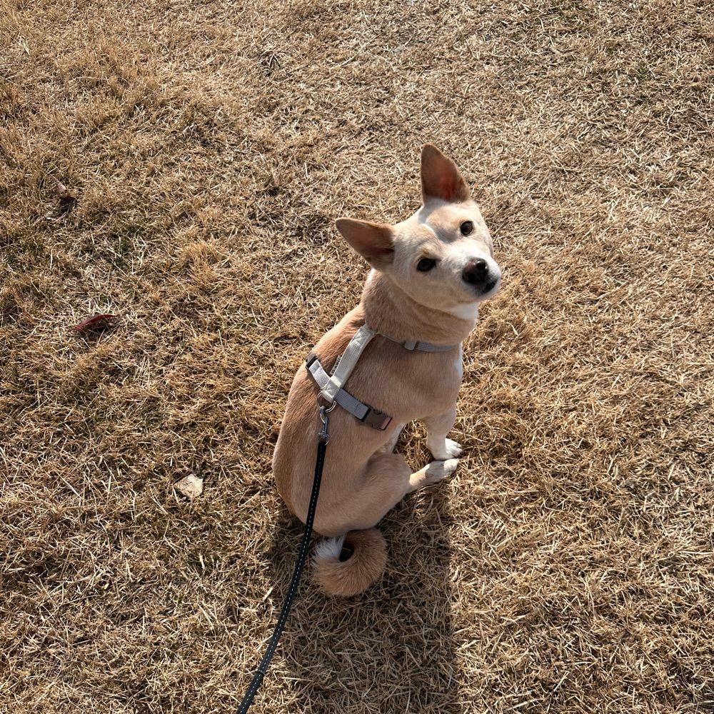 김아인