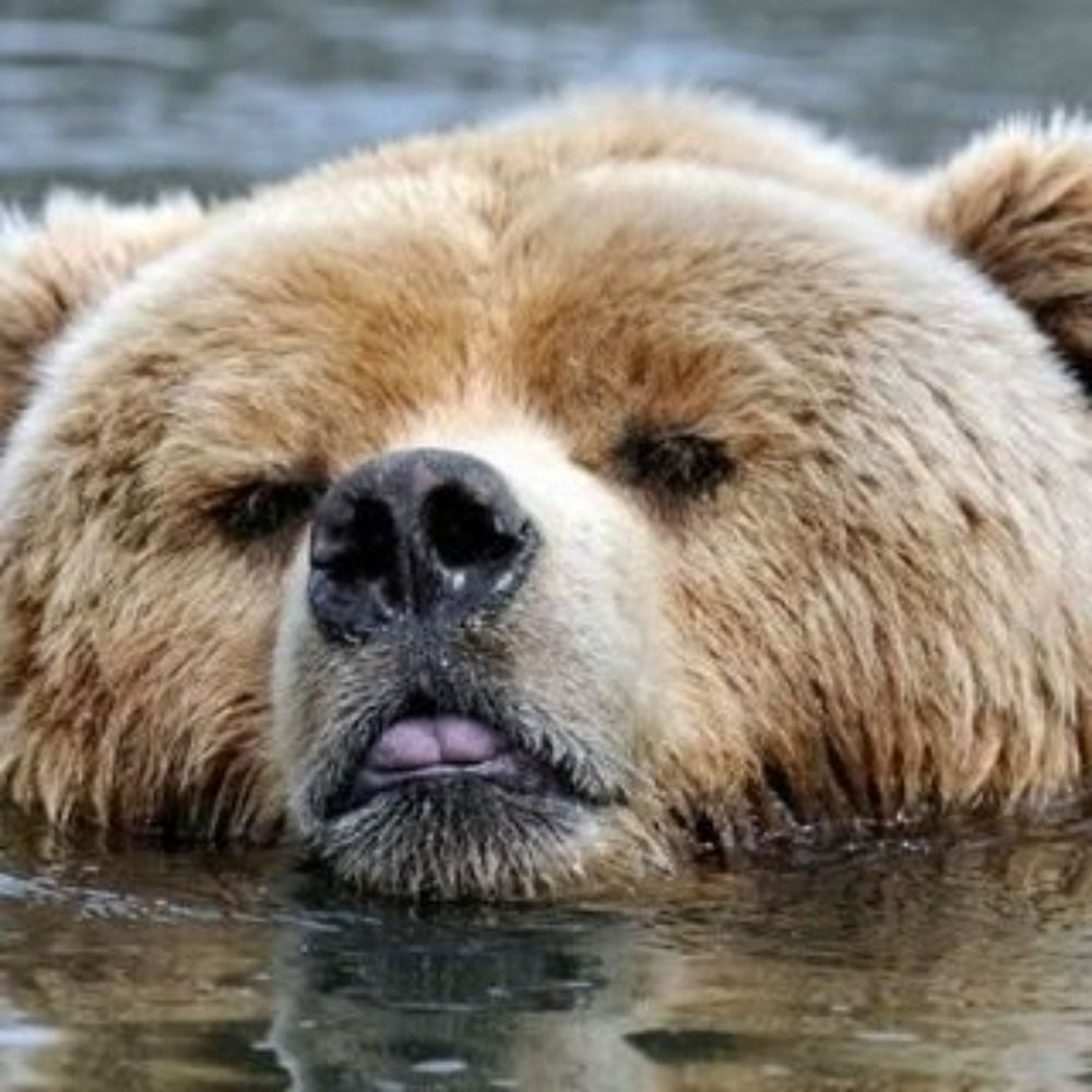 🐡 ⋆ 🐼 ⒷⓇⒾⒶⓃ 🐼 ⋆ 🐡