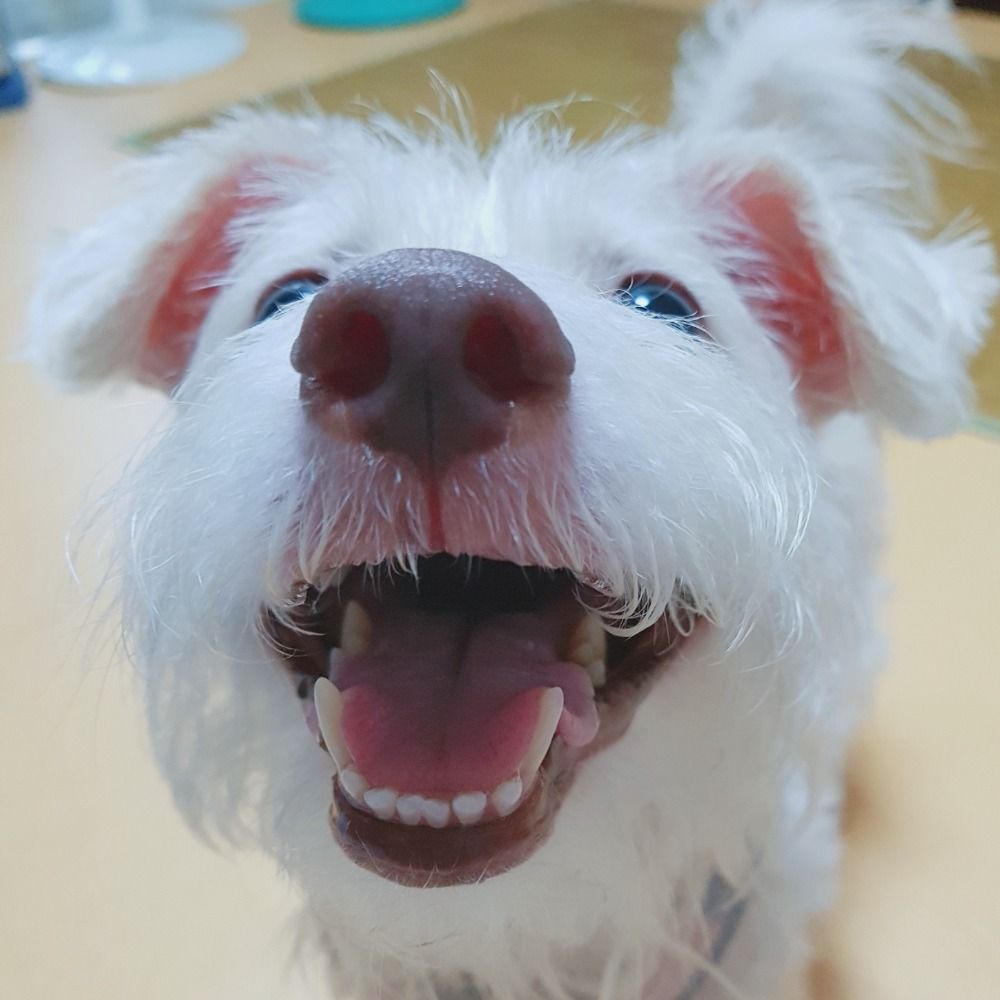 북구
