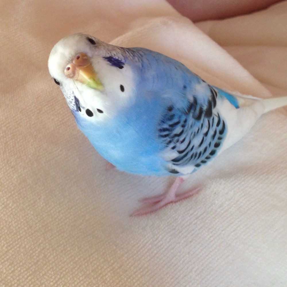 ナイア